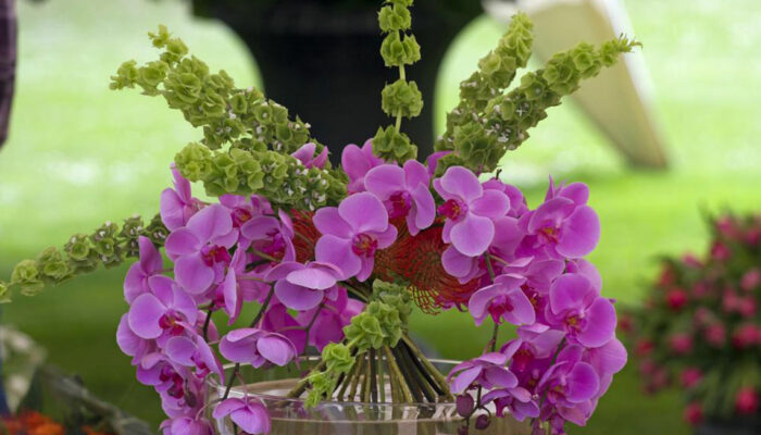 3 things to avoid while tending to orchids