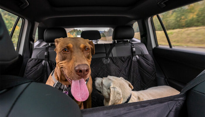 Car barriers that are best suited for dogs