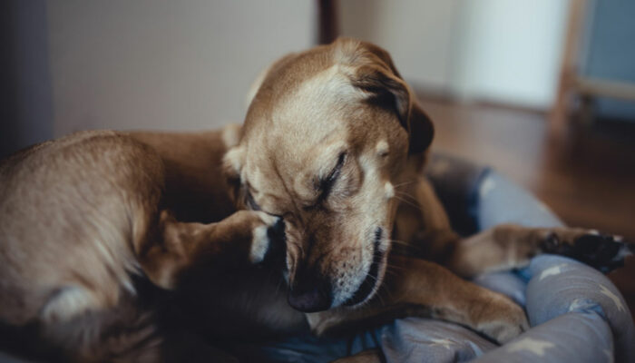 Essential flea medicines to keep your canine’s fur healthy