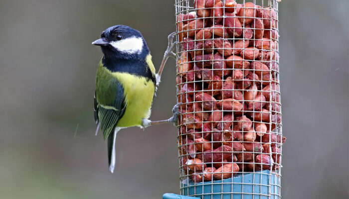 Top 5 foods to feed wild birds