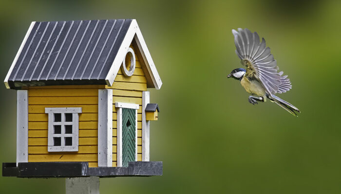 What you need to know about birdhouses