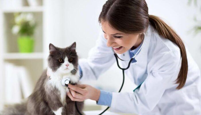 Are Fleas Pestering Your Cat? Here’s How You Can Get Rid Of It!
