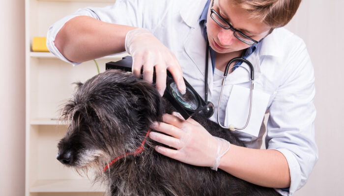 Natural Deterrents for Fleas and Ticks