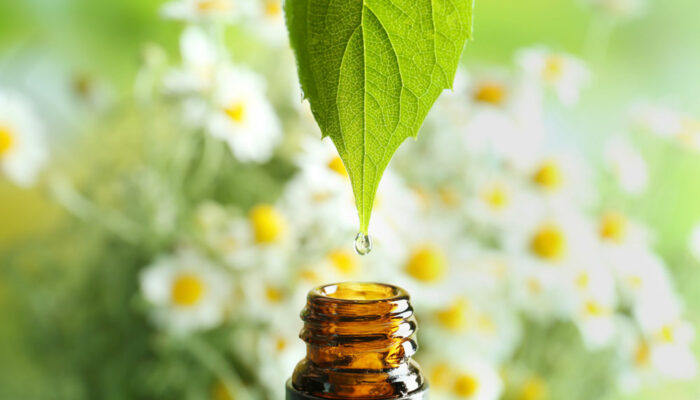 Natural remedies to get rid of flea infestation