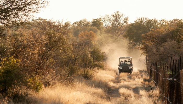 Tips for a Budgeted South Africa Safari Tour
