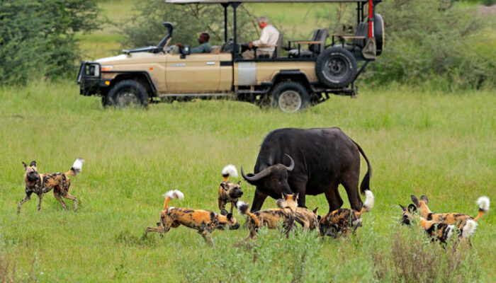 Tips to Help You Plan Your First Botswana Safari