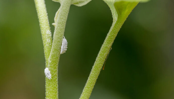 6 Ways to Deal With a Mealybug Infestation