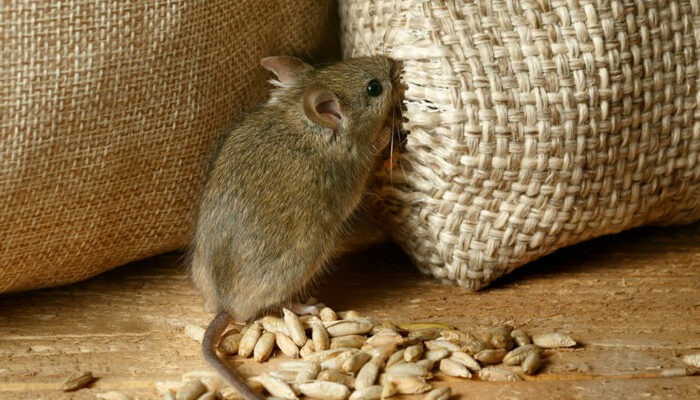 Here’s How to Get Rid of Voles