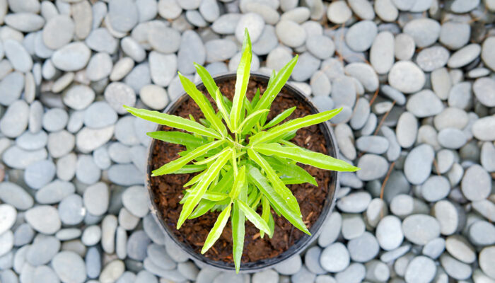 8 Best Plants to Repel Mosquitoes