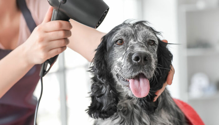 Pet Fur Grooming – Importance, Mistakes, and Tips